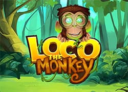 Loco the Monkey
